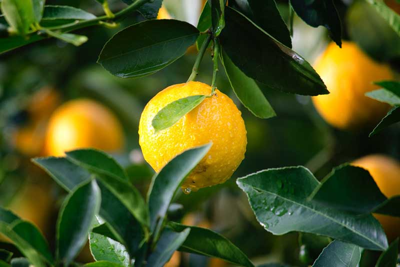 Our Produce horticulture fruit produce image