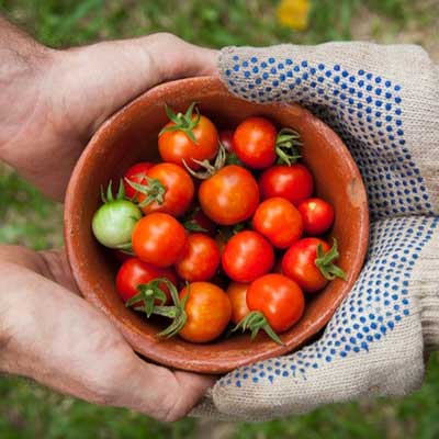 Home horticulture vegetable produce