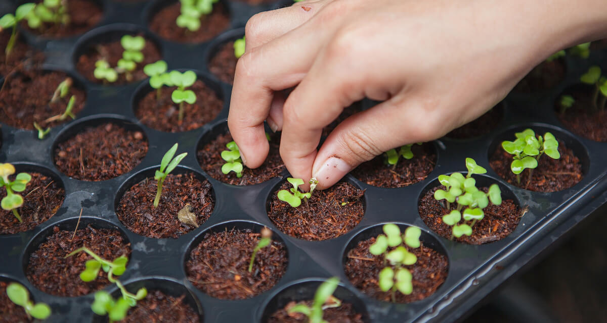 Our Farm horticulturist seeding plants